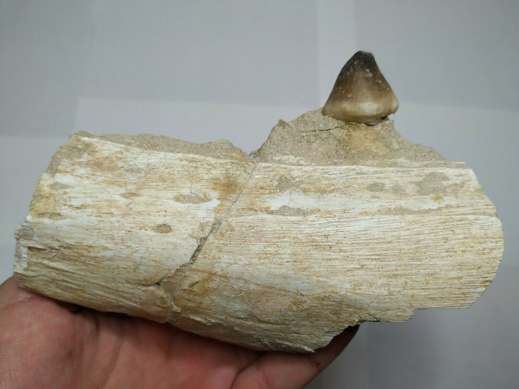 T101- Great Rare 5.68'' Globidens phosphaticus (Mosasaur) Partial Jaw Cretaceous - Trystan Order