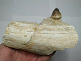 T101- Great Rare 5.68'' Globidens phosphaticus (Mosasaur) Partial Jaw Cretaceous - Trystan Order