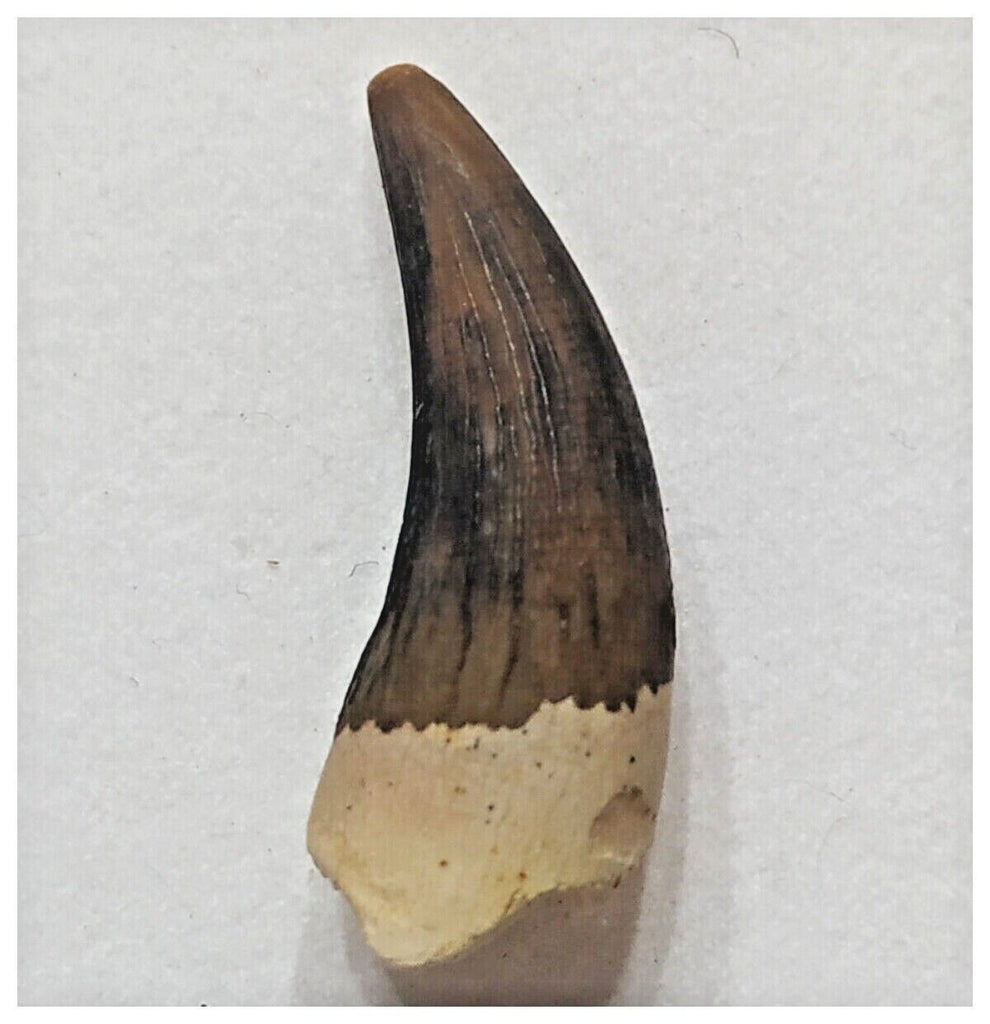 F12- Exceedingly Rare Plesiosaur Elasmosaurus kurskensis Tooth Cretaceous Russia