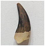 F12- Exceedingly Rare Plesiosaur Elasmosaurus kurskensis Tooth Cretaceous Russia