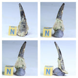 R253, R254, R255 & R257 Black Cretaceous Theropod Teeth Ifezouane Fm - Belden Order