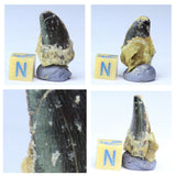 R253, R254, R255 & R257 Black Cretaceous Theropod Teeth Ifezouane Fm - Belden Order