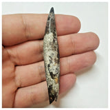 W7 - Rare Rooted Suchomimus tenerensis Dinosaur Tooth Lower Cretaceous Elrhaz Fm