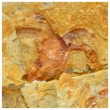 Lot of Trilobites and Dinosaur Teeth -YangKe Order