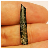 JS55 - Top Rare Nigersaurus taqueti Sauropod Dinosaur Tooth Cretaceous Elrhaz Fm