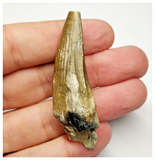 T16 - Rare Suchomimus tenerensis Dinosaur Tooth Lower Cretaceous Elrhaz Fm