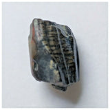 S14 - Ouranosaurus nigeriensis Basal Hadrosaur Dinosaur Tooth Cretaceous Elrhaz Fm