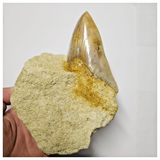 T119 - Finest Quality Serrated 3.70'' Megalodon Tooth in Matrix Indonesia Location