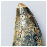 S3 - Rare Afrovenator abakensis Theropod Dinosaur Tooth - Jurassic Tiouraren Fm