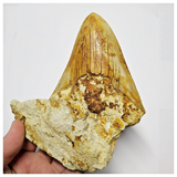 T123 - Finest Quality Serrated 3.26'' Megalodon Tooth in Matrix Indonesia Location