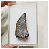 E6 - Rare Eocarcharia dinops Dinosaur Tooth - Cretaceous Elrhaz Fm Tenere Desert