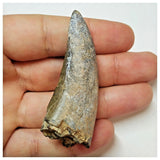 W4 - Rare Eocarcharia dinops Dinosaur Tooth - Cretaceous Elrhaz Fm Tenere Desert