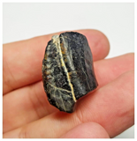 T27 - Rare Ouranosaurus Basal Hadrosaurid Dinosaur Tooth Cretaceous Elrhaz Fm