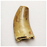 T157- Rare Eocarcharia dinops Dinosaur Tooth Cretaceous Elrhaz Fm Tenere Desert