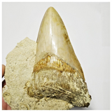 T127 - Finest Quality Serrated 4.13'' Megalodon Tooth in Matrix Indonesia Location