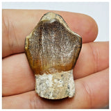 JS3 - Top Rare Jobaria tiguidensis Sauropod Dinosaur Tooth Jurassic Tiouraren Fm