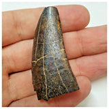 W18 - Rare Eocarcharia dinops Dinosaur Tooth - Cretaceous Elrhaz Fm Tenere Desert