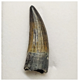 T24 - Rare Suchomimus tenerensis Dinosaur Tooth Lower Cretaceous Elrhaz Fm