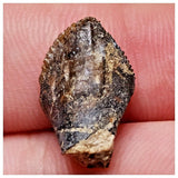 E10 - Elrhazosaurus Basal Iguanodontian Dinosaur Tooth - Cretaceous Elrhaz Fm