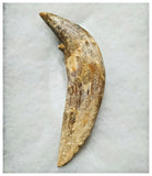 G52 - Top Rare Huge 5.82'' Basilosaurus (Whale Ancestor) Incisor Rooted Tooth