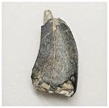 JS144 - Rare Eocarcharia dinops Dinosaur Tooth Cretaceous Elrhaz Fm Tenere Desert