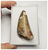 T13 - Top Rare Eocarcharia dinops Dinosaur Tooth - Cretaceous Elrhaz Fm