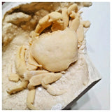 G45 - Finest Quality Fossil Crab (Potamon) Preserved in Travertine Turkey Location