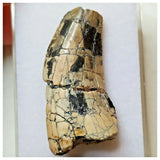 S31 - Rare Afrovenator abakensis Megalosaurid Dinosaur Tooth Jurassic Tiouraren Fm