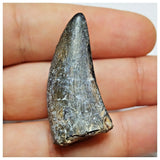 JS40 - Rare Eocarcharia dinops Dinosaur Tooth - Cretaceous Elrhaz Fm Tenere Desert