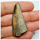 JS21 - Rare Eocarcharia dinops Dinosaur Tooth - Cretaceous Elrhaz Fm Tenere Desert