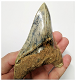 T130 - Finest Huge Serrated 4.52'' Megalodon Tooth from Rare Indonesia Location