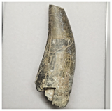 JS154 - Rare Eocarcharia dinops Dinosaur Tooth Cretaceous Elrhaz Fm Tenere Desert