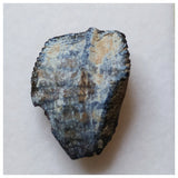 S36 - Ouranosaurus nigeriensis Basal Hadrosaur Dinosaur Tooth Cretaceous Elrhaz Fm