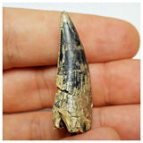 JS14 - Rare Afrovenator abakensis Megalosaurid Dinosaur Tooth Jurassic Tiouraren Fm