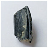 S13 - Ouranosaurus nigeriensis Basal Hadrosaur Dinosaur Tooth Cretaceous Elrhaz Fm