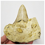 T122 - Finest Quality Serrated 2.63'' Megalodon Tooth in Matrix Indonesia Location