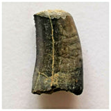 J43- Rare Eocarcharia dinops Dinosaur Tooth - Cretaceous Elrhaz Fm Tenere Desert