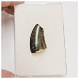 JS44 - Rare Eocarcharia dinops Dinosaur Tooth - Cretaceous Elrhaz Fm Tenere Desert