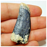 JS8 - Rare Afrovenator abakensis Megalosaurid Dinosaur Tooth Jurassic Tiouraren Fm