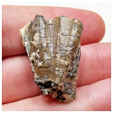 E11 - Ouranosaurus nigeriensis Basal Hadrosaur Dinosaur Tooth Cretaceous Elrhaz Fm