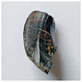 S12 - Ouranosaurus nigeriensis Basal Hadrosaur Dinosaur Tooth Cretaceous Elrhaz Fm