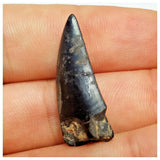 JS25 - Rare Eocarcharia dinops Dinosaur Tooth - Cretaceous Elrhaz Fm Tenere Desert