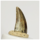 S41 - Eocarcharia dinops Dinosaur Tooth - Cretaceous Elrhaz Fm Tenere Desert