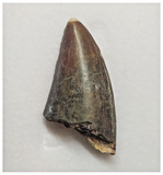 T84 - Rare Eocarcharia dinops Dinosaur Tooth - Cretaceous Elrhaz Fm Tenere Desert