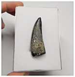T29 - Rare Suchomimus tenerensis Dinosaur Tooth Lower Cretaceous Elrhaz Fm