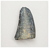 JS153 - Rare Eocarcharia dinops Dinosaur Tooth Cretaceous Elrhaz Fm Tenere Desert