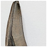 E7 - Rare Eocarcharia dinops Dinosaur Tooth - Cretaceous Elrhaz Fm Tenere Desert