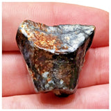 E12 - Ouranosaurus nigeriensis Basal Hadrosaur Dinosaur Tooth Cretaceous Elrhaz Fm