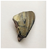 T30 - Rare Ouranosaurus Basal Hadrosaurid Dinosaur Tooth Cretaceous Elrhaz Fm