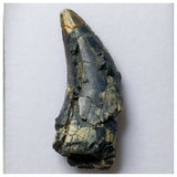 S1- Rare Afrovenator abakensis Megalosaurid Dinosaur Tooth Jurassic Tiouraren Fm